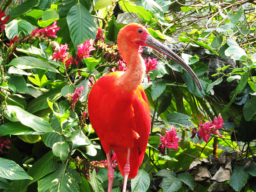 Bird Stock 4: Scarlet Ibis by HOTNStock