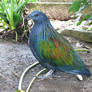 Bird Stock 6: Nicobar Pigeon