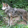 Mexican Wolf Stock 3