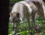 Timber Wolf Stock 3