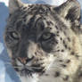 Snow Leopard Stock 15