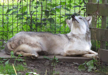 Timber Wolf Stock 5