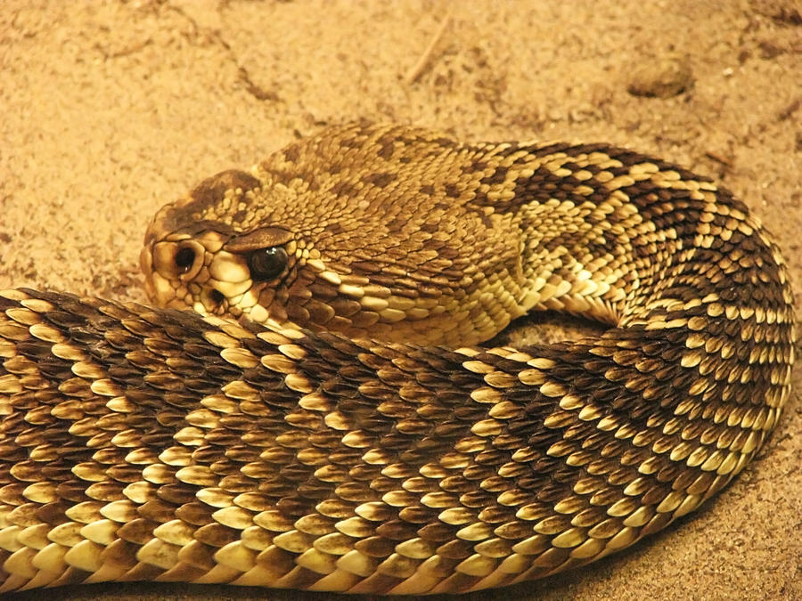 Ho Scale Rattlesnake Snake Stock 5: Rattlesnake by HOTNStock on DeviantArt