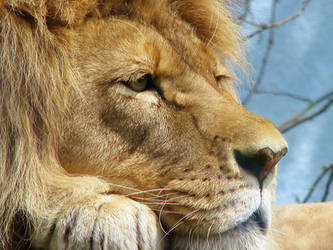Lion Stock 19