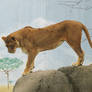 Lion Stock 22