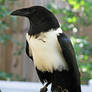 African Pied Crow Stock 1