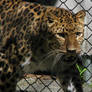 Amur Leopard Stock 13
