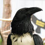 African Pied Crow Stock 2