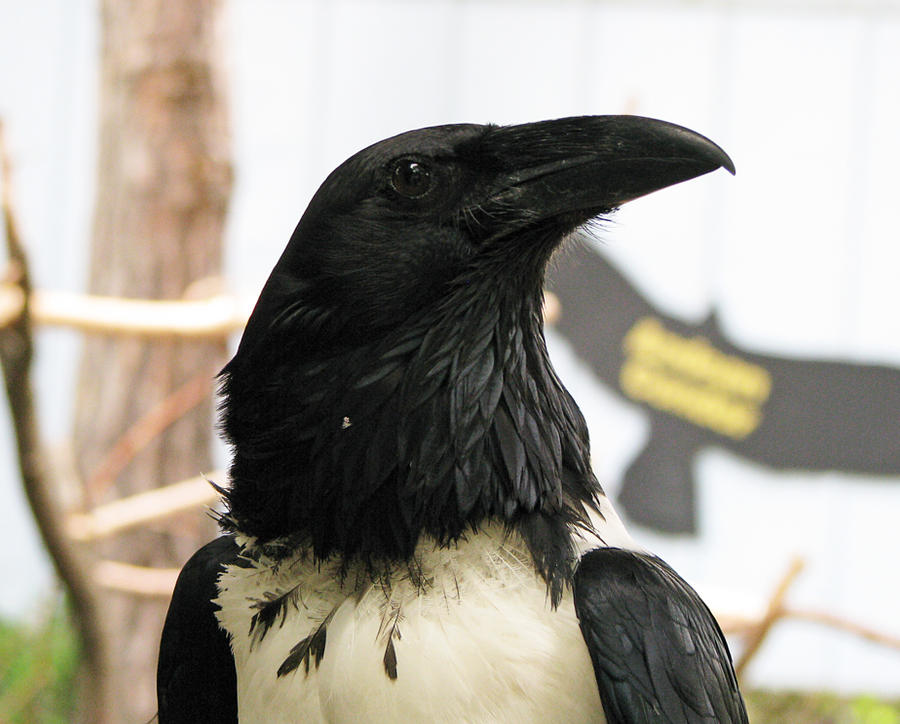 African Pied Crow Stock 2
