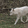 White Wolf Stock 11