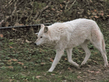 White Wolf Stock 11