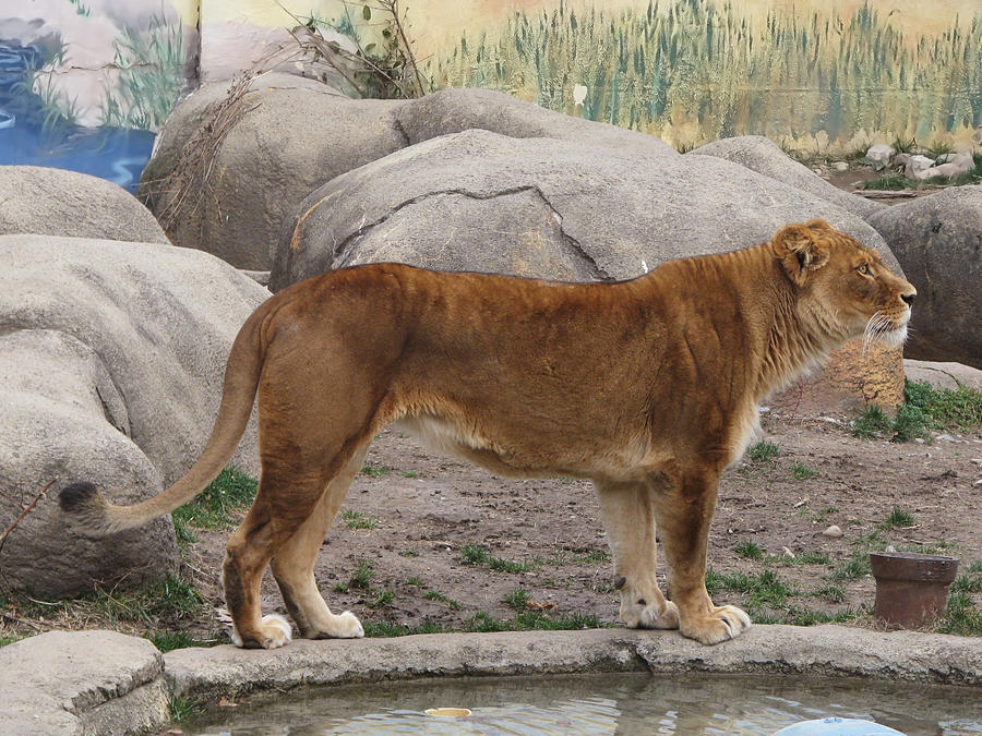 Lion Stock 25 by HOTNStock