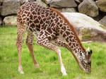 Giraffe Stock 2: Baby by HOTNStock