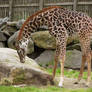 Giraffe Stock 3: Baby