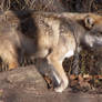 Mexican Wolf Stock 7