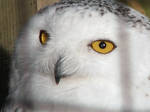 Owl Stock 9: Snowy