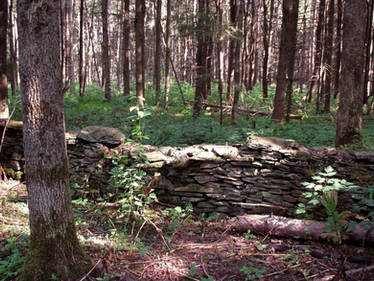 Forest Stock 4: Old Wall