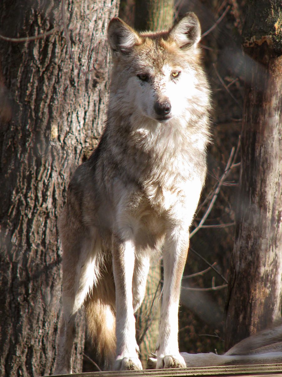 Mexican Wolf Stock 8