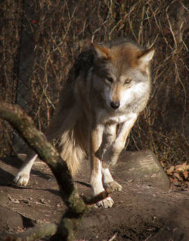 Mexican Wolf Stock 9