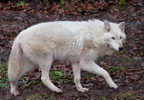 White Wolf Stock 12