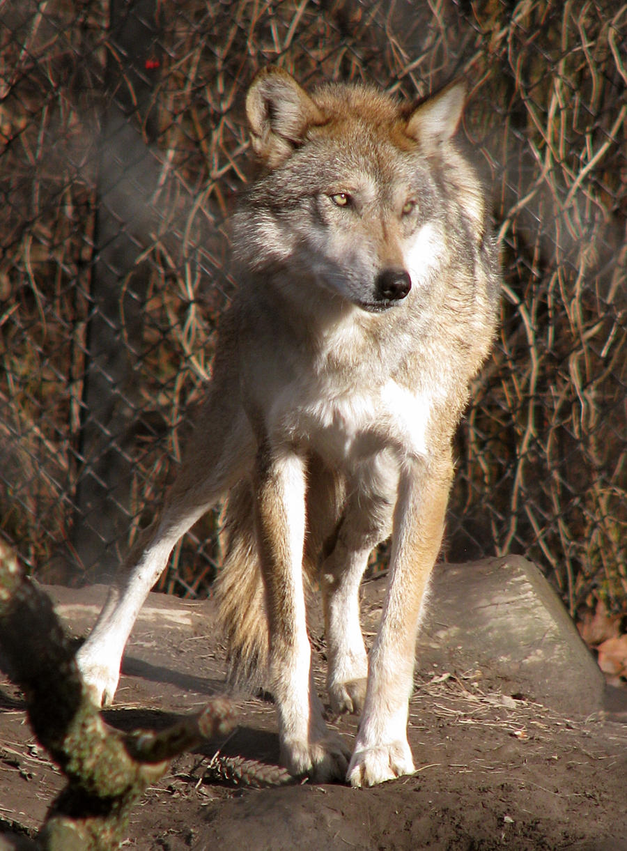 Mexican Wolf Stock 10