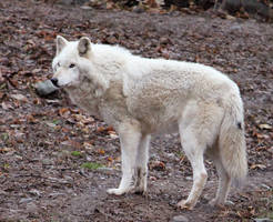 White Wolf Stock 21