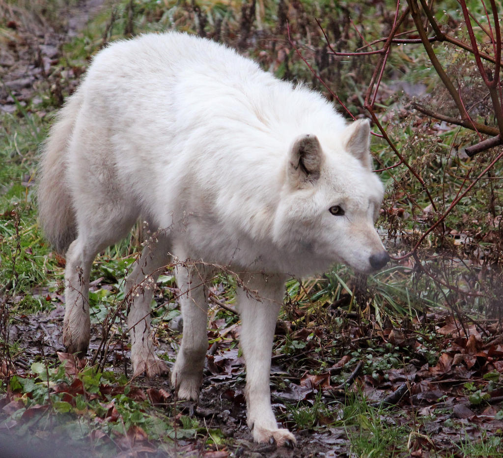 White Wolf Stock 16