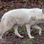 White Wolf Stock 15
