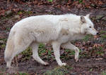White Wolf Stock 15