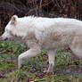 White Wolf Stock 14