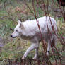 White Wolf Stock 13