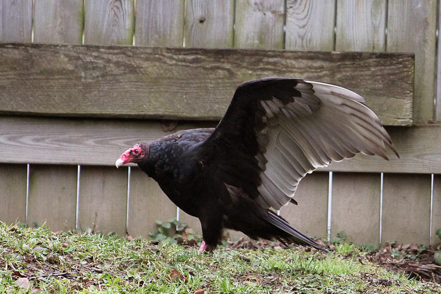 Turkey Vulture Stock 3: Wing by HOTNStock