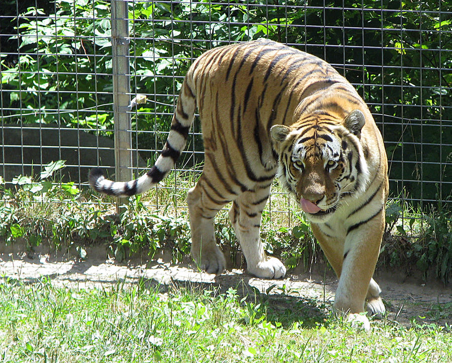 Amur Tiger Stock 12
