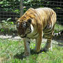 Amur Tiger Stock 13