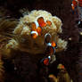 Clownfish Stock 3