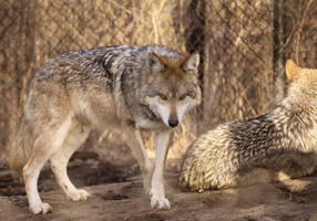 Mexican Wolf Stock 11