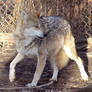 Mexican Wolf Stock 12