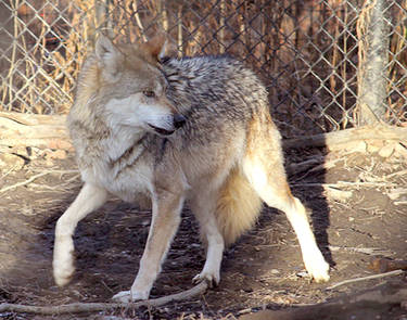 Mexican Wolf Stock 12