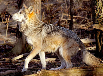 Mexican Wolf Stock 13: Jumping