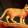 Sand Cat Stock 12