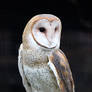 Owl Stock 10: Barn Owl