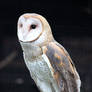 Owl Stock 11: Barn Owl