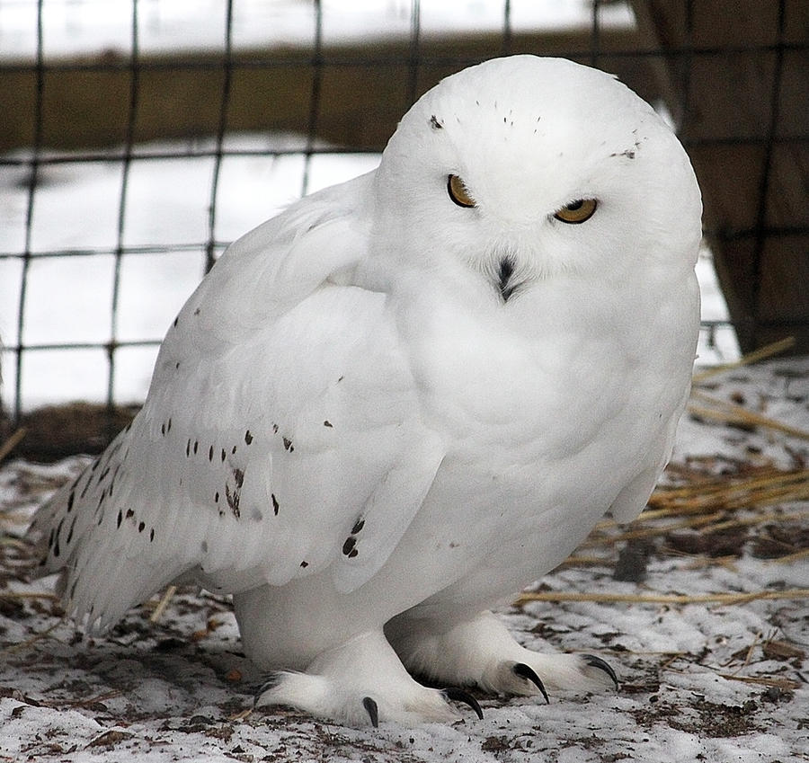 Owl Stock 13: Snowy