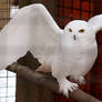 Owl Stock 14: Snowy