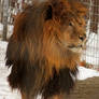 Lion Stock 32