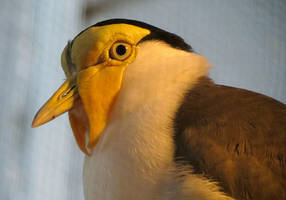 Bird Stock 9: Masked Lapwing