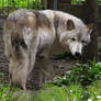Timber Wolf Stock 7