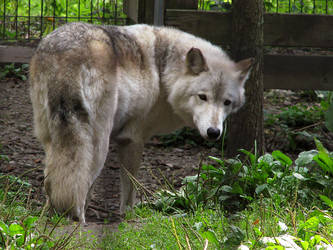 Timber Wolf Stock 7