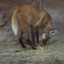 Maned Wolf Stock 2