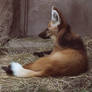 Maned Wolf Stock 3